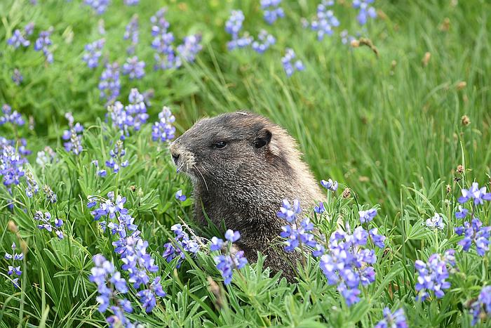 marmotinflowers.jpg, Dec 2022